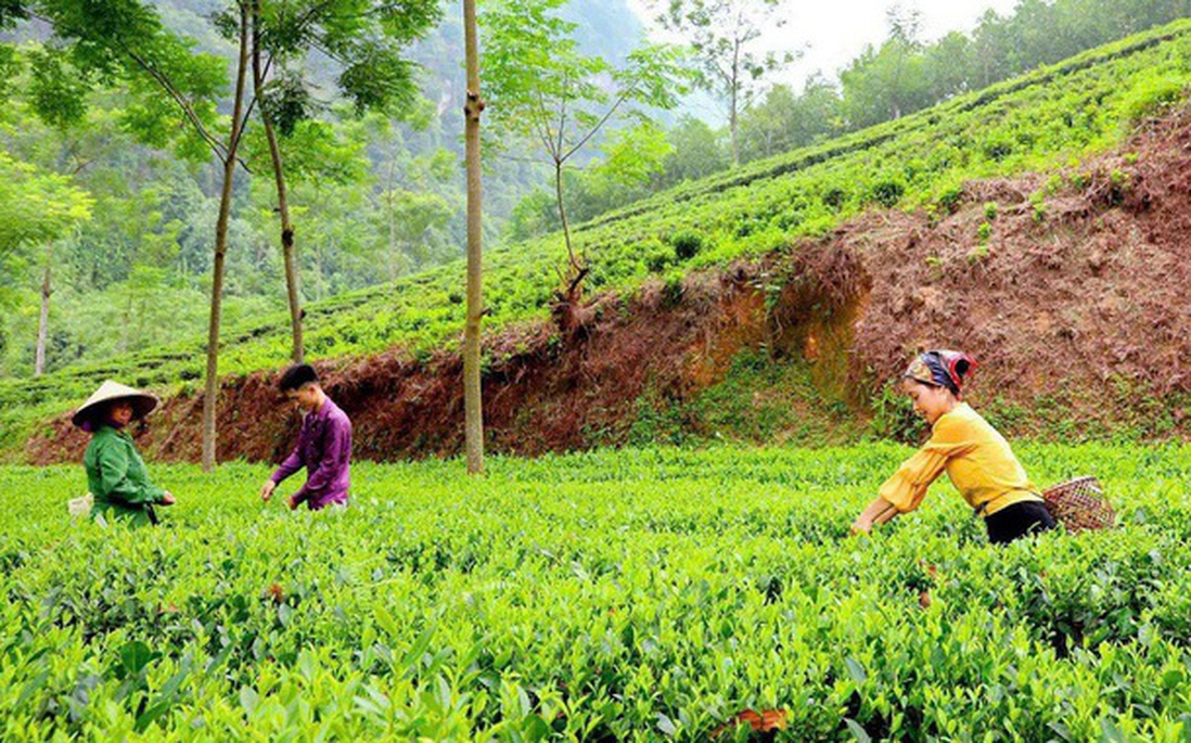 Chuyển đổi xanh - thước đo năng lực thích ứng của doanh nghiệp do phụ nữ làm chủ