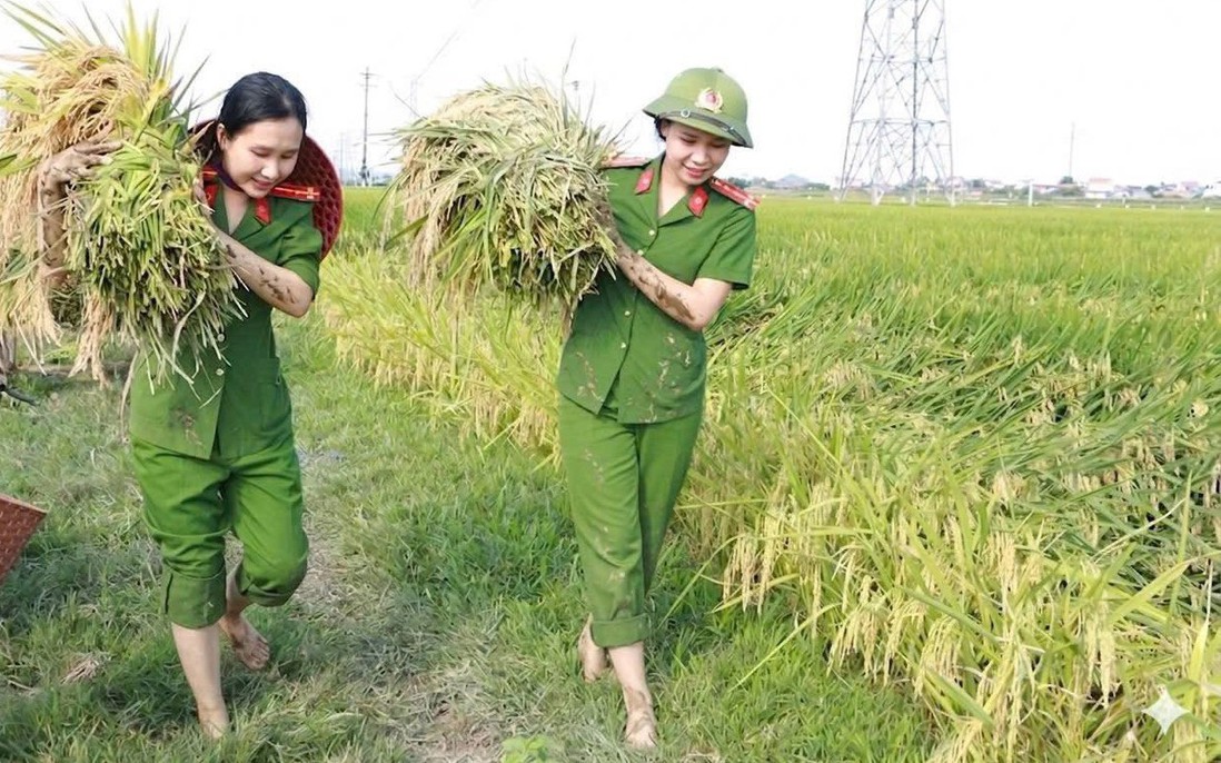 Nghệ An: Phụ nữ Công an giúp người dân thu hoạch lúa sau mưa giông