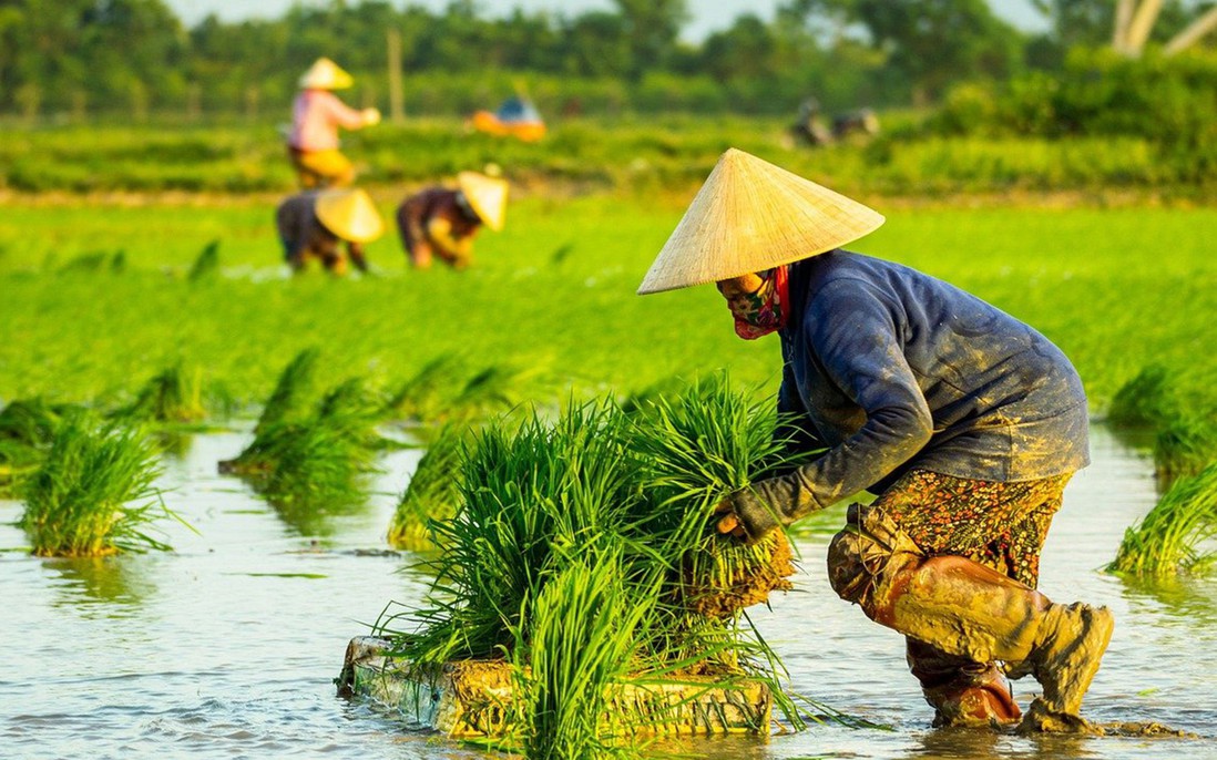 Giá gạo xuất khẩu tăng cao, nông dân vẫn "vui ít lo nhiều"