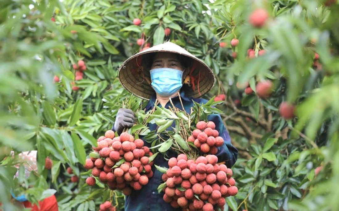 Sản lượng vải thiều giảm sâu, giá "chạm đỉnh"
