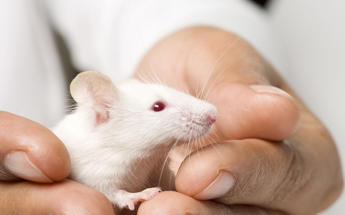 Bộ Y tế thông tin về virus Hanta sau chùm ca bệnh trên tàu du lịch quốc tế