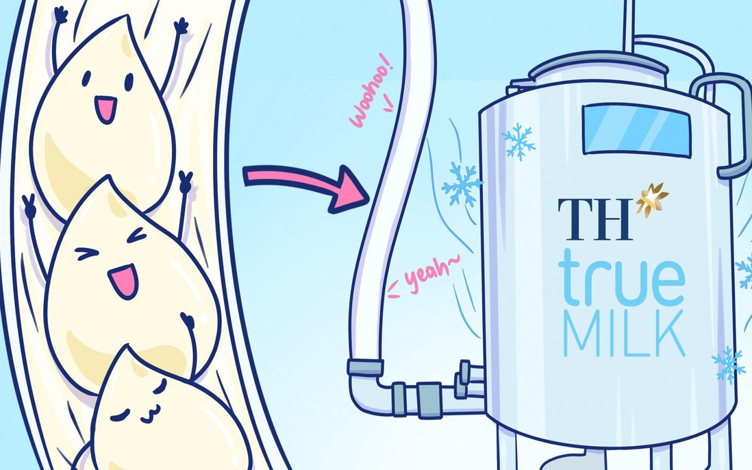 Hành trình khép kín hoàn hảo của giọt sữa tươi sạch TH true MILK