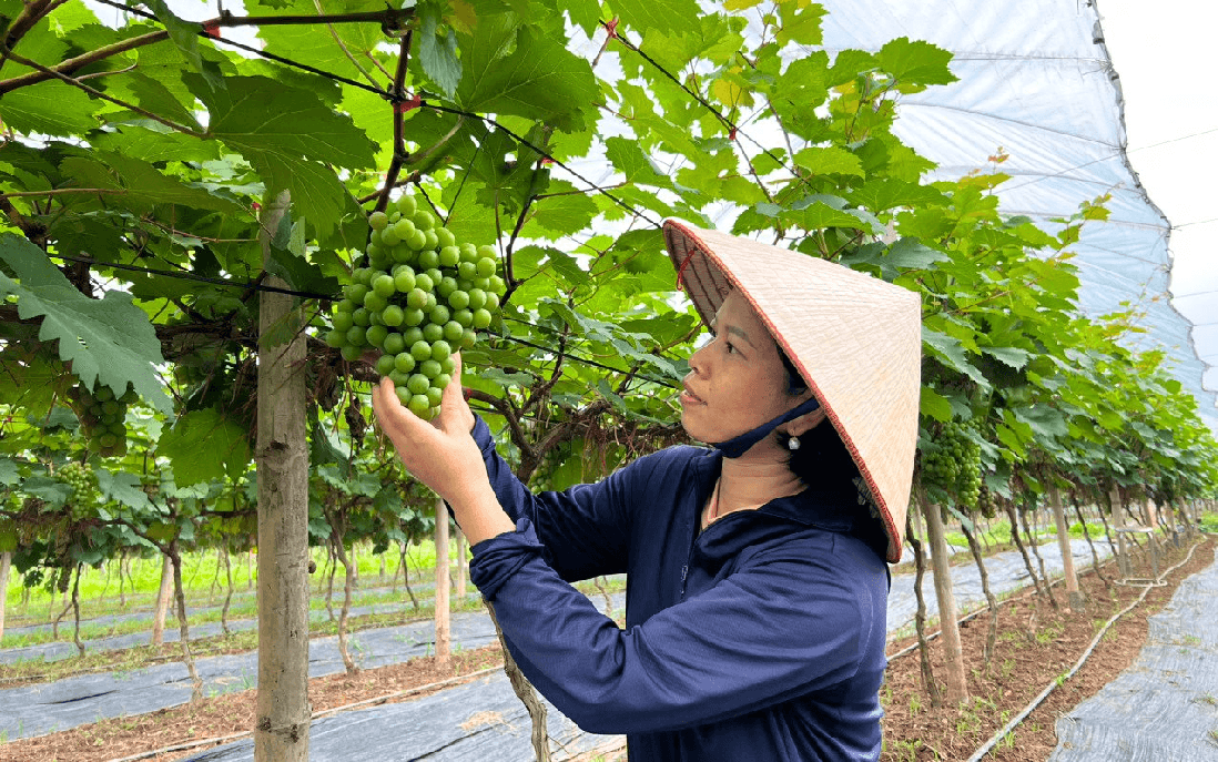 Hà Nội chuyển mình cùng nông nghiệp xanh