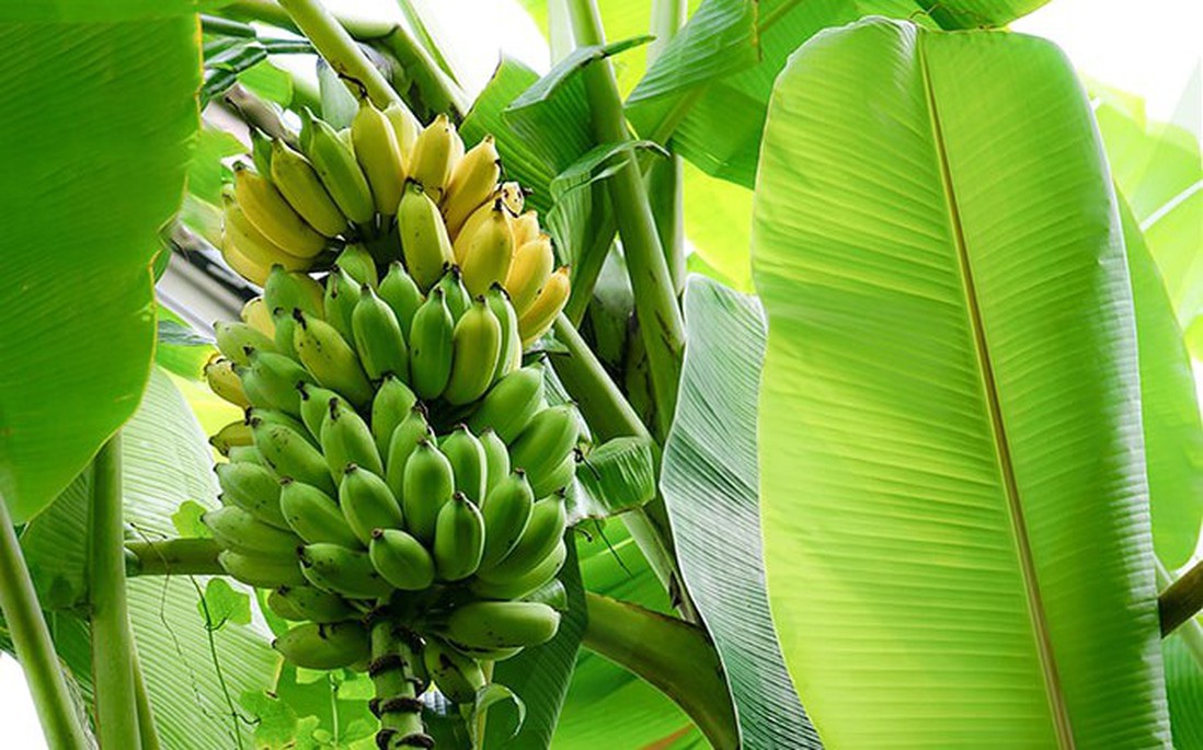 Nhớ hương chuối chín vườn xưa