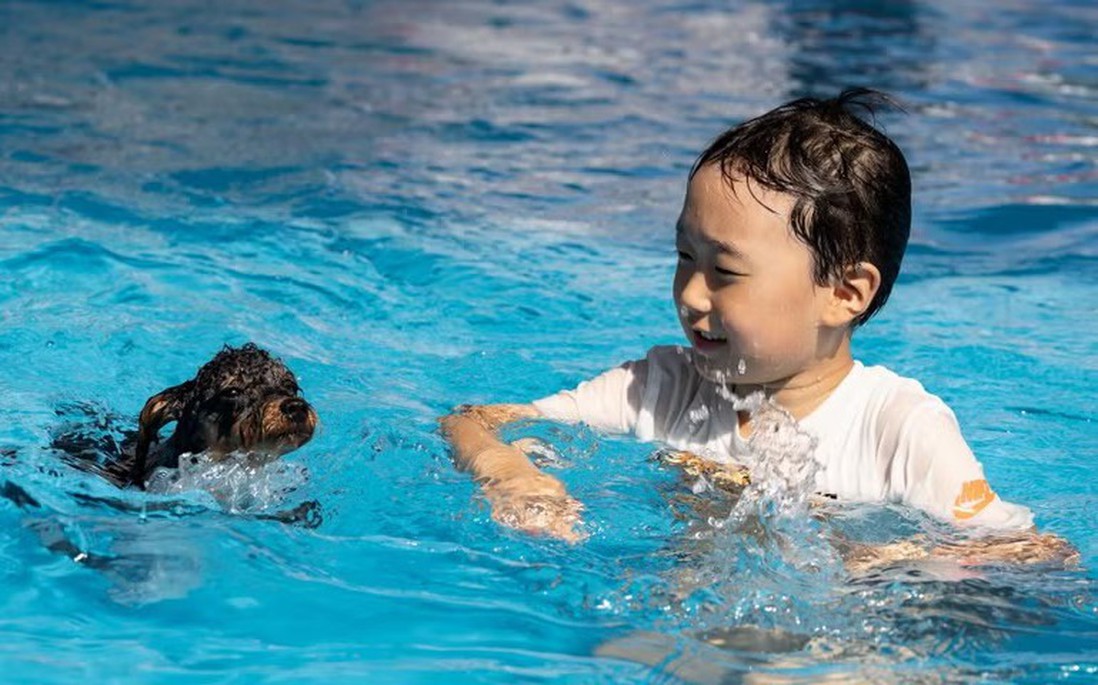 Du lịch cùng thú cưng lên ngôi tại Hàn Quốc giữa mùa nắng nóng