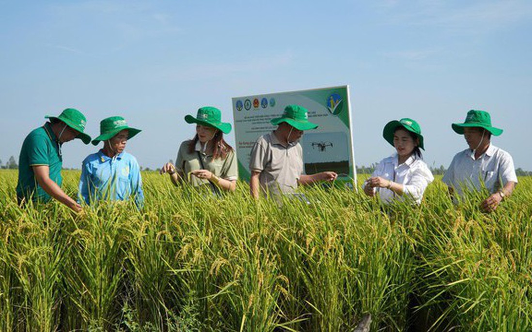 Phụ nữ nông thôn chuyển đổi xanh và thích ứng khí hậu: Bài 1 - Năng động trên cánh đồng phát thải thấp