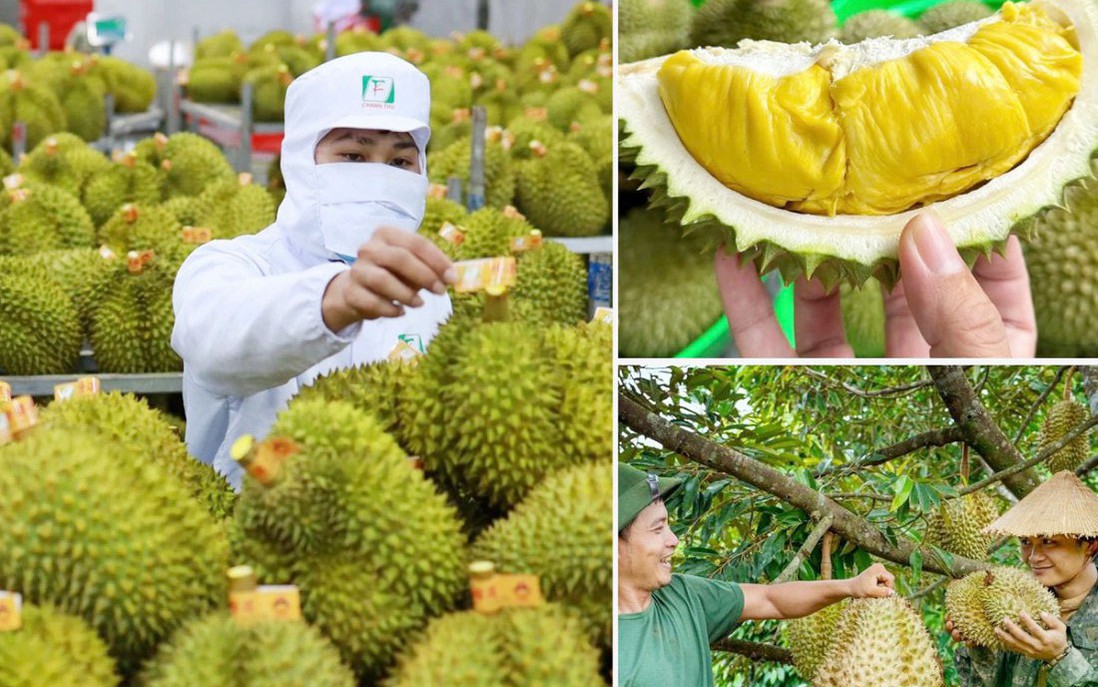 Không mở rộng diện tích sầu riêng; tập trung nâng cao năng suất, chất lượng
