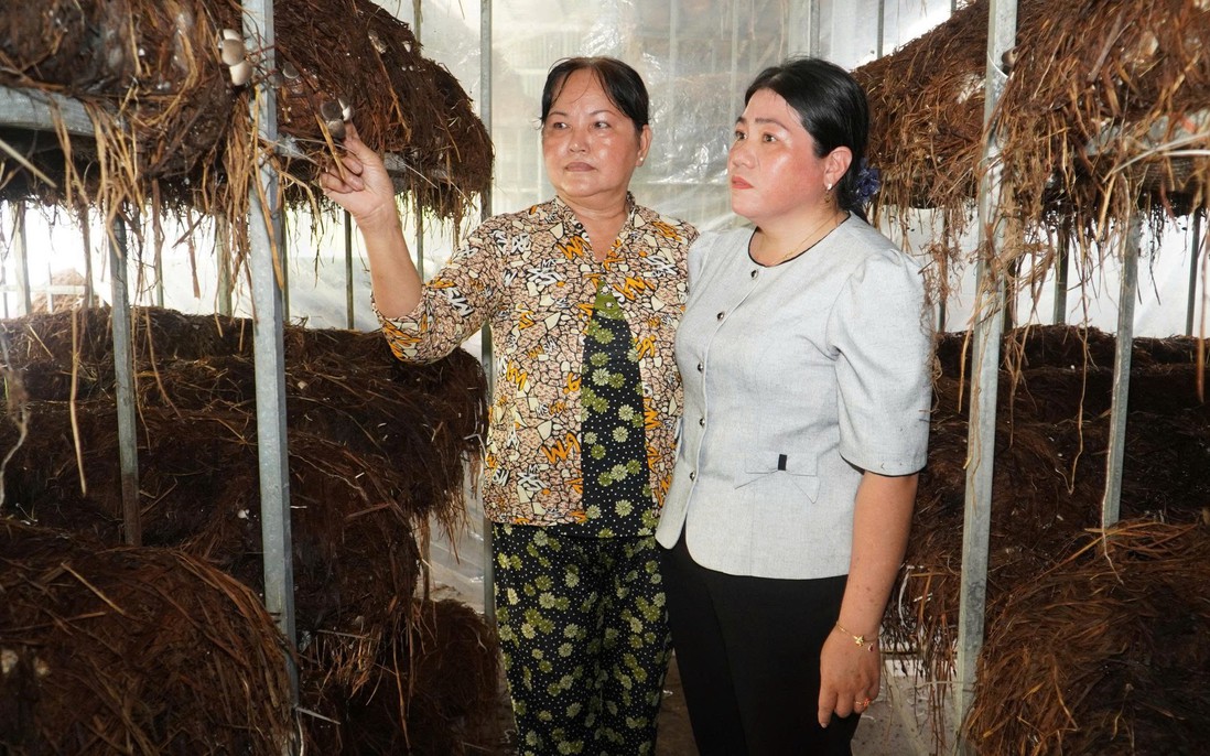 Làm giàu từ trồng nấm rơm