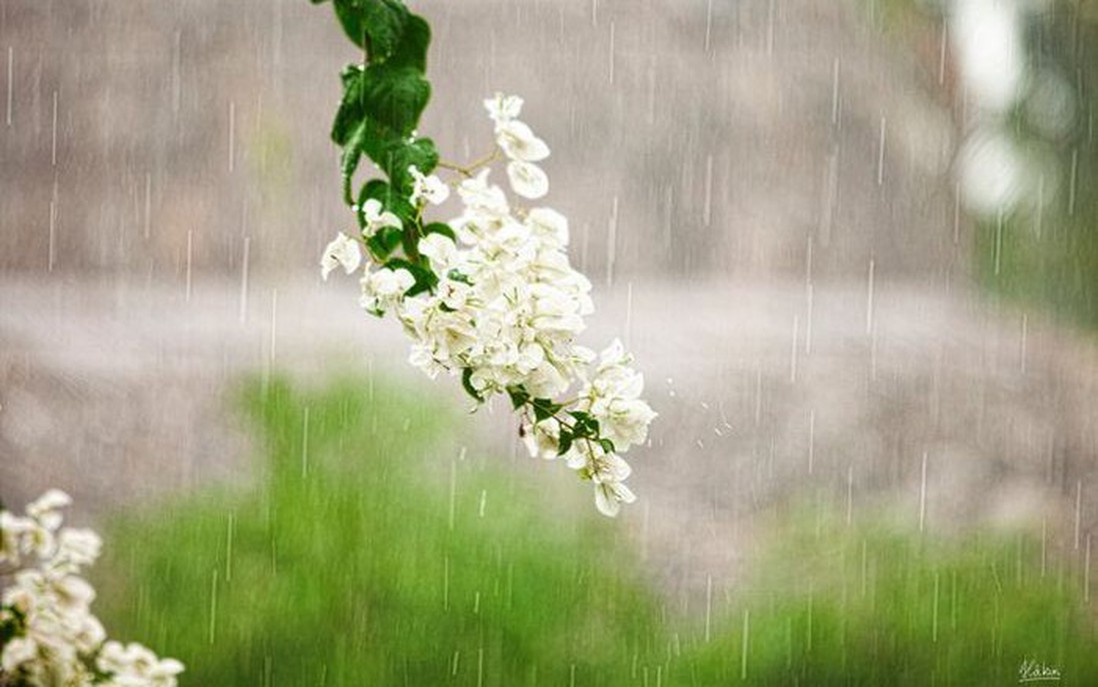 Mùa mưa năm ấy
