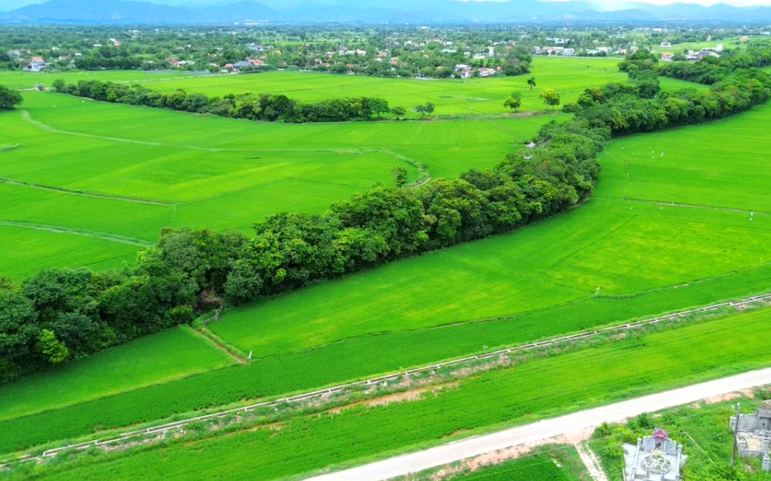 Chuyện ít biết về rừng lộc vừng trăm năm ở Huế giúp dân chống chọi bão lũ