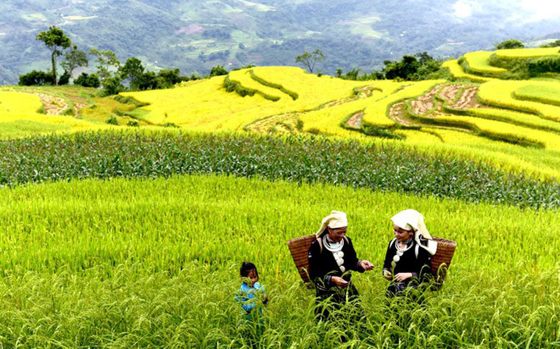 Sửa Luật Đất đai và những tác động giới: Nhìn từ nguyên tắc pháp lý đến sinh kế thực tế