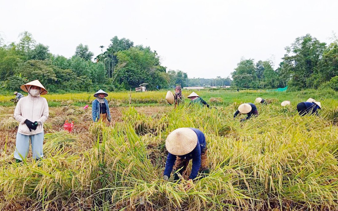 Những bàn tay phụ nữ "cứu lúa" giúp dân giữa mùa mưa lũ ở Đà Nẵng