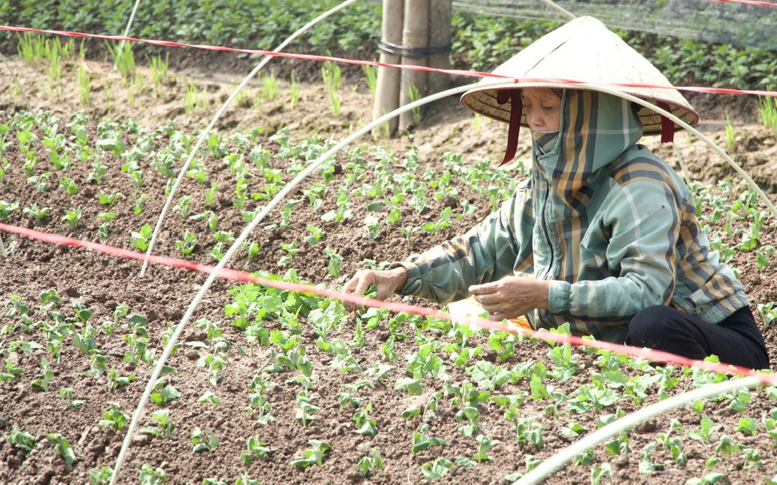 Người trồng hoa Tây Tựu gồng mình gây dựng lại sau lũ