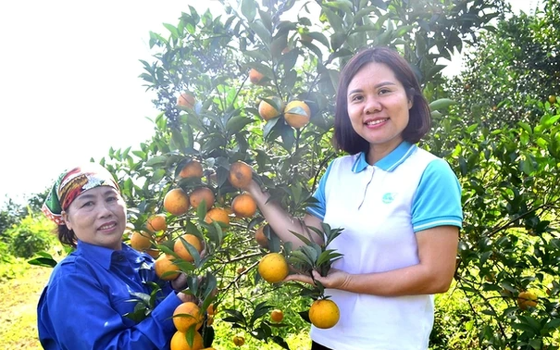 Khai thác chỉ dẫn địa lý mở rộng thị trường cho sản phẩm vùng miền của phụ nữ khởi nghiệp