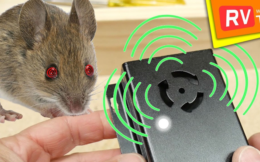 Những khả năng kỳ lạ của chuột biến đổi gen