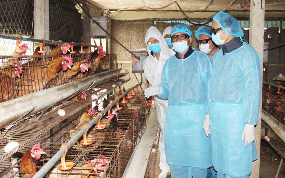 Hà Tĩnh: Thực hiện các biện pháp cấp bách ngăn chăn dịch cúm gia cầm 