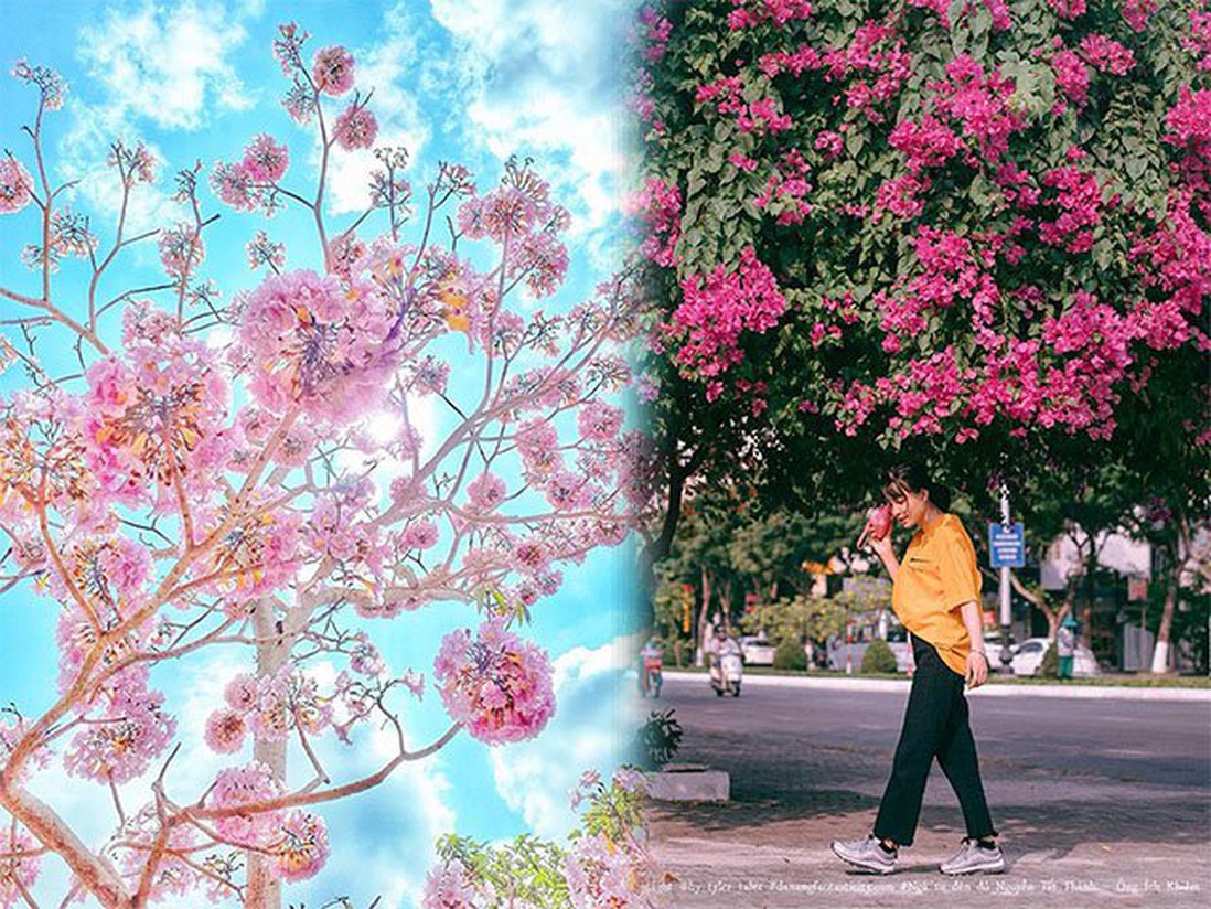 3 mùa hoa của Sài Gòn đẹp nao lòng các tín đồ "sống ảo"