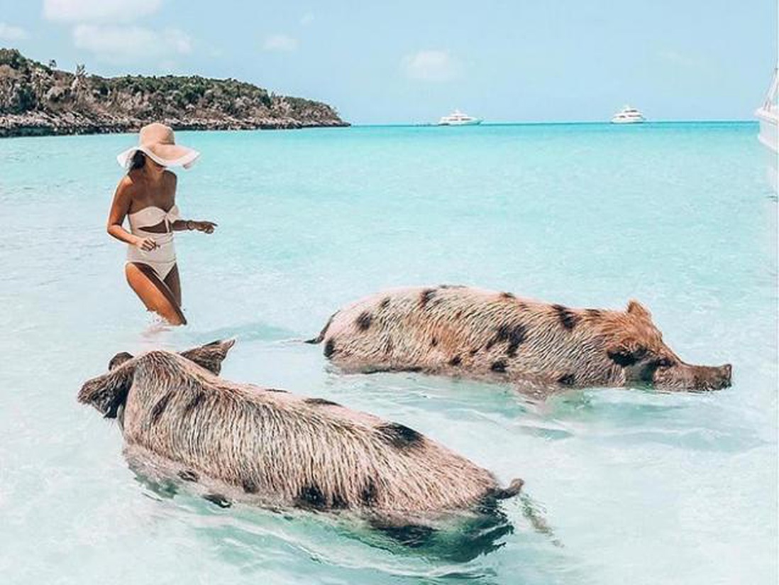 Kỳ lạ hòn đảo toàn lợn nằm dài trên bờ biển, bơi cực giỏi và biết xin ăn