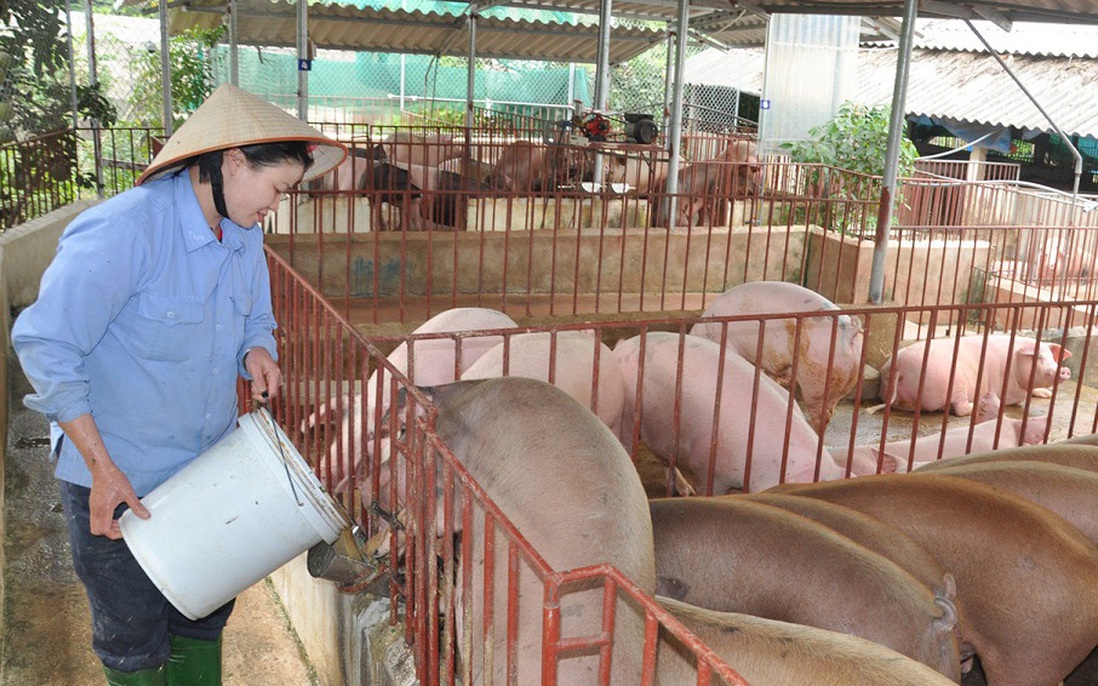 Đẩy mạnh các giải pháp đưa giá lợn hơi về mức bình thường