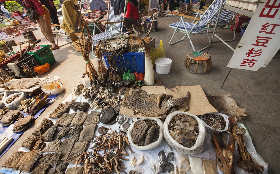 "Chấm dứt buôn bán động vật hoang dã" trên toàn cầu để chống lại các đại dịch trong tương lai