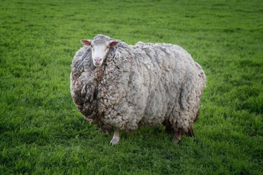 Chú cừu mang bộ lông khổng lồ sau 7 năm "giãn cách xã hội"