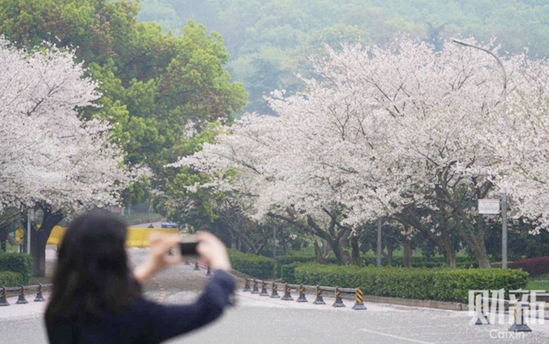 Mùa xuân hồi sinh trên thành phố Vũ Hán sau 76 ngày bị cô lập