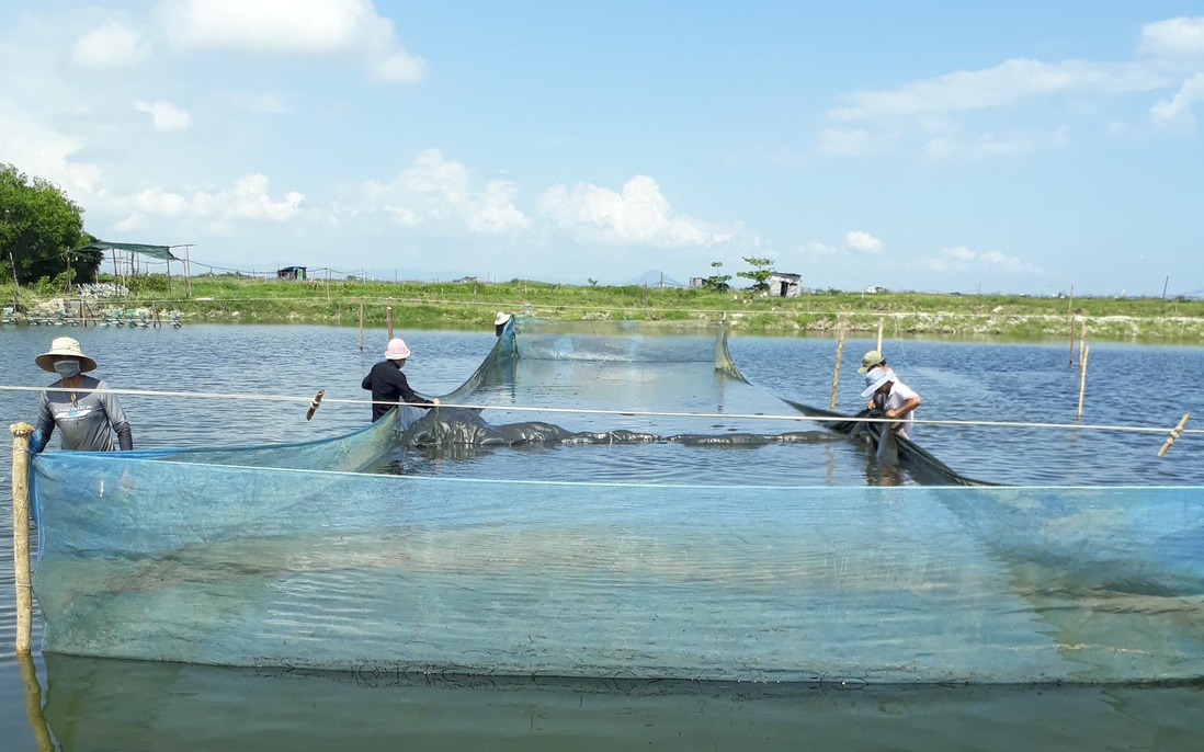 Sản xuất cua lột theo mô hình bền vững, cải thiện môi trường nuôi trồng thủy sản