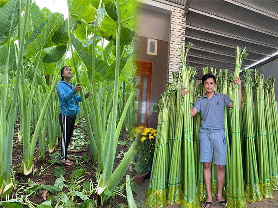 Lạc vào khu vườn dọc mùng "siêu to khổng lồ" cao hơn đầu người