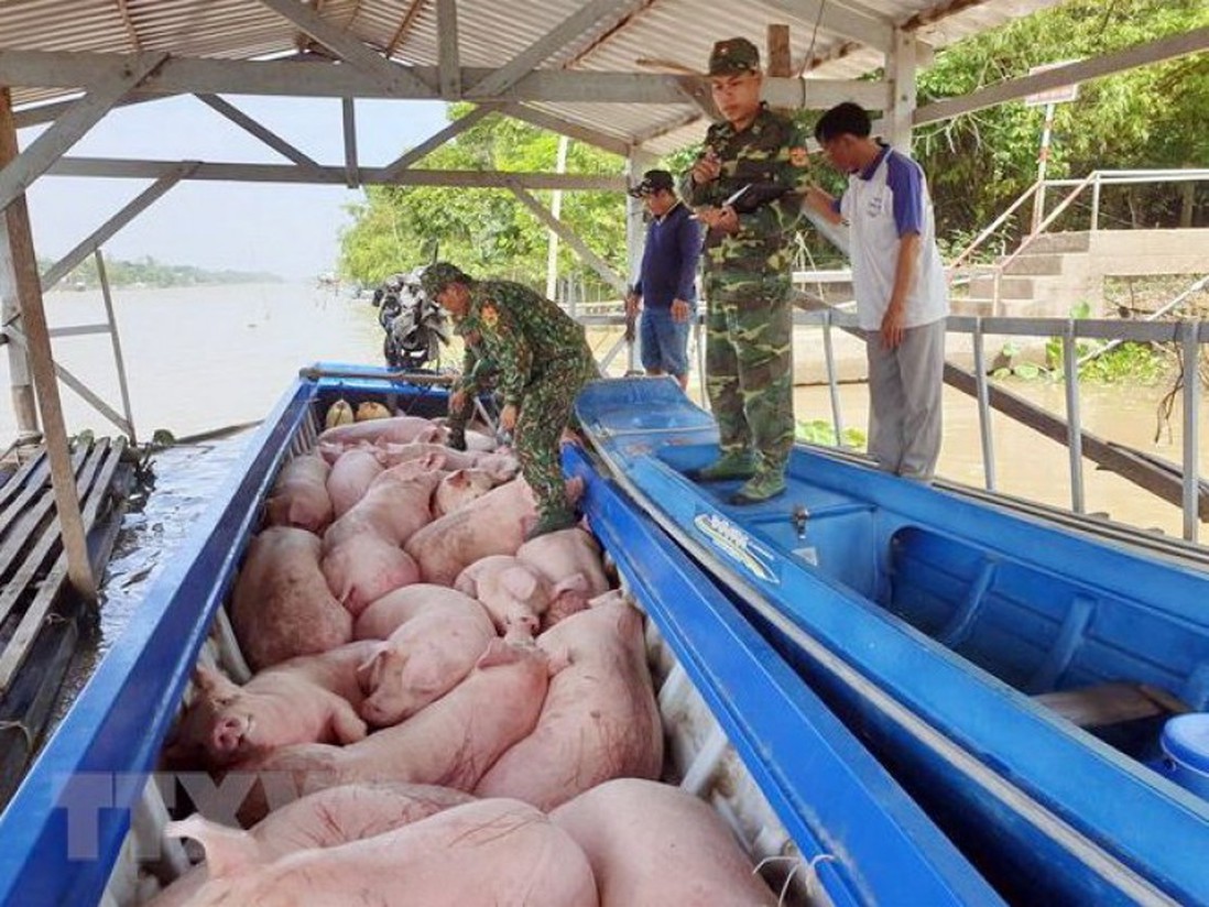 Bắt vụ vận chuyển trái phép gần 2 tấn lợn hơi từ Campuchia về Việt Nam