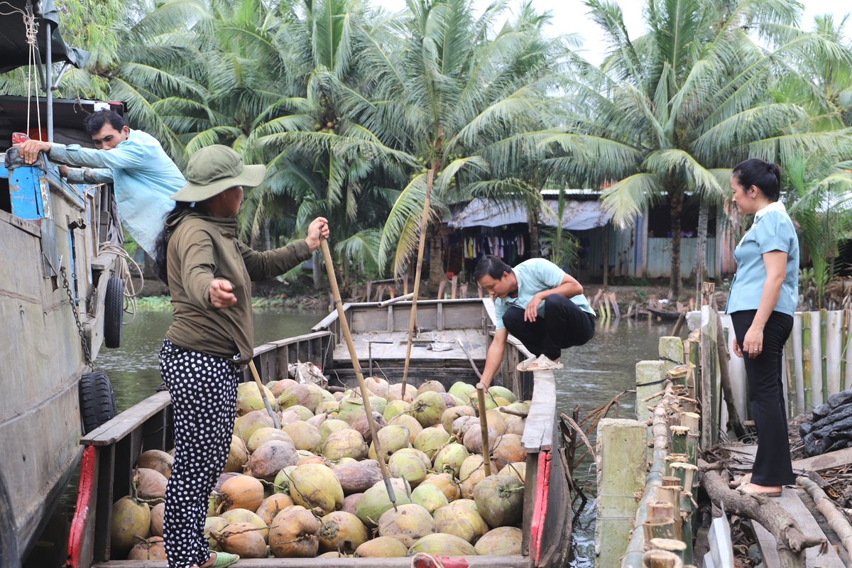 Phụ nữ Vĩnh Long tận dụng tài nguyên bản địa phát triển kinh tế, vươn lên thoát nghèo- Ảnh 1.