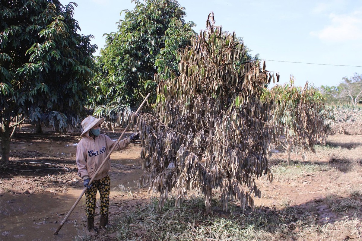 Lâm Đồng: Xã Cát Tiên quyết không để tái nghèo dù gặp khó khăn sau mưa lũ- Ảnh 1. Lâm Đồng: Xã Cát Tiên quyết không để tái nghèo dù gặp khó khăn sau mưa lũ- Ảnh 1.