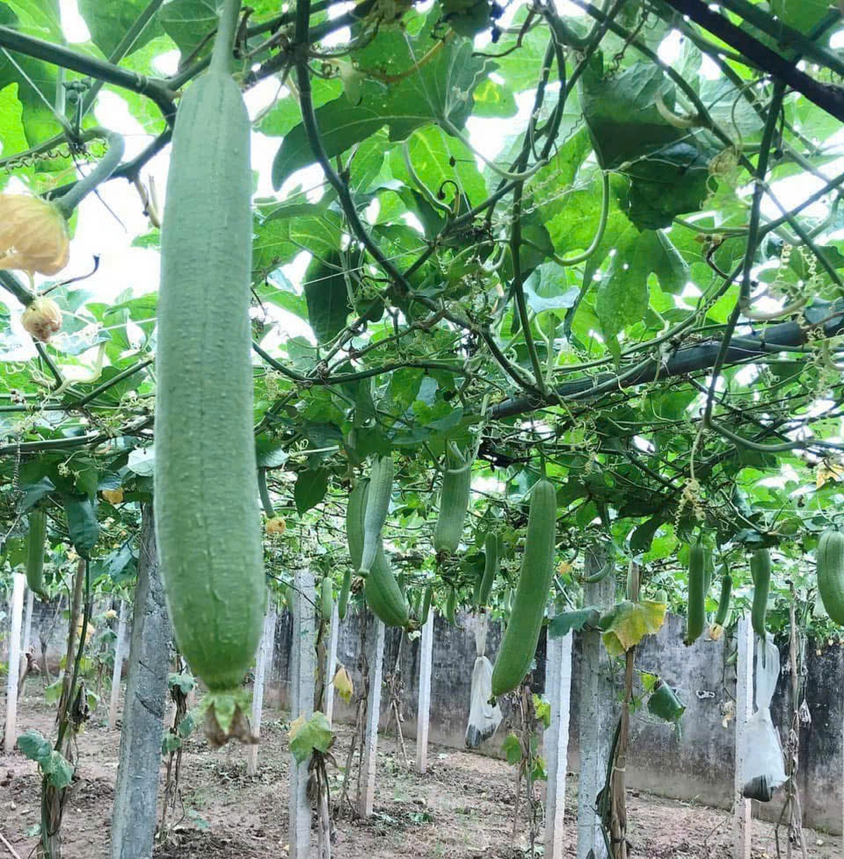 Nhiều cách làm linh hoạt, giảm nghèo thông tin từ cơ sở- Ảnh 4. Nhiều cách làm linh hoạt, giảm nghèo thông tin từ cơ sở- Ảnh 4.