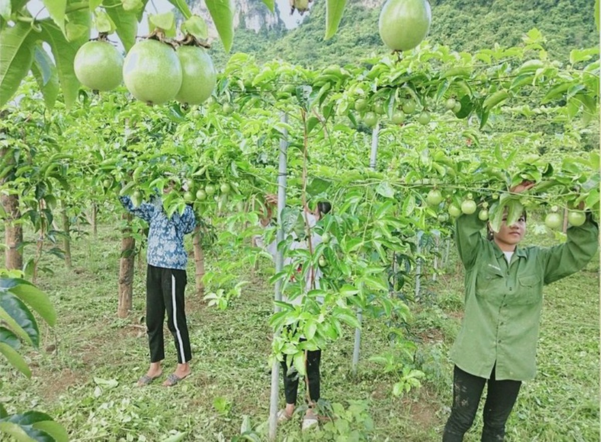 Tận dụng nguồn lực để giảm nghèo bền vững ở Cao Bằng- Ảnh 1.