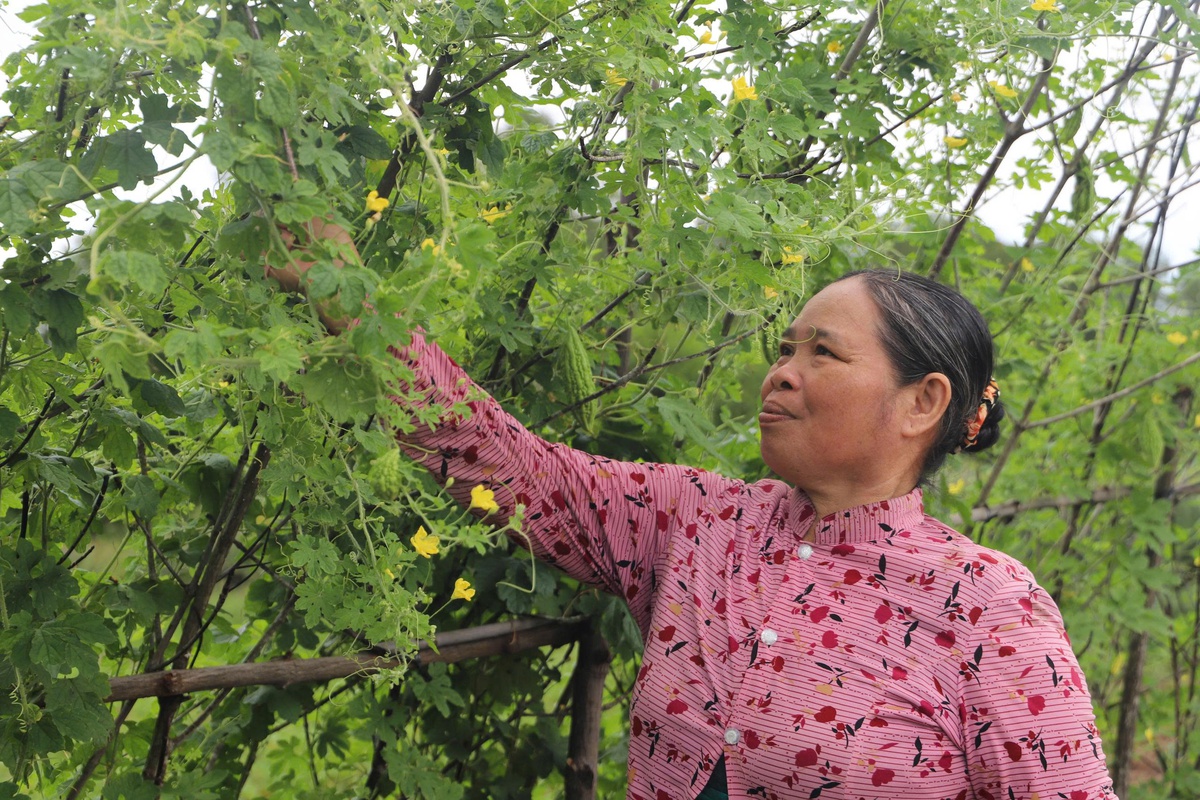 Nhiều mô hình hay trong giảm nghèo bền vững ở xã ven biển Cà Mau- Ảnh 2. Nhiều mô hình hay trong giảm nghèo bền vững ở xã ven biển Cà Mau- Ảnh 2.