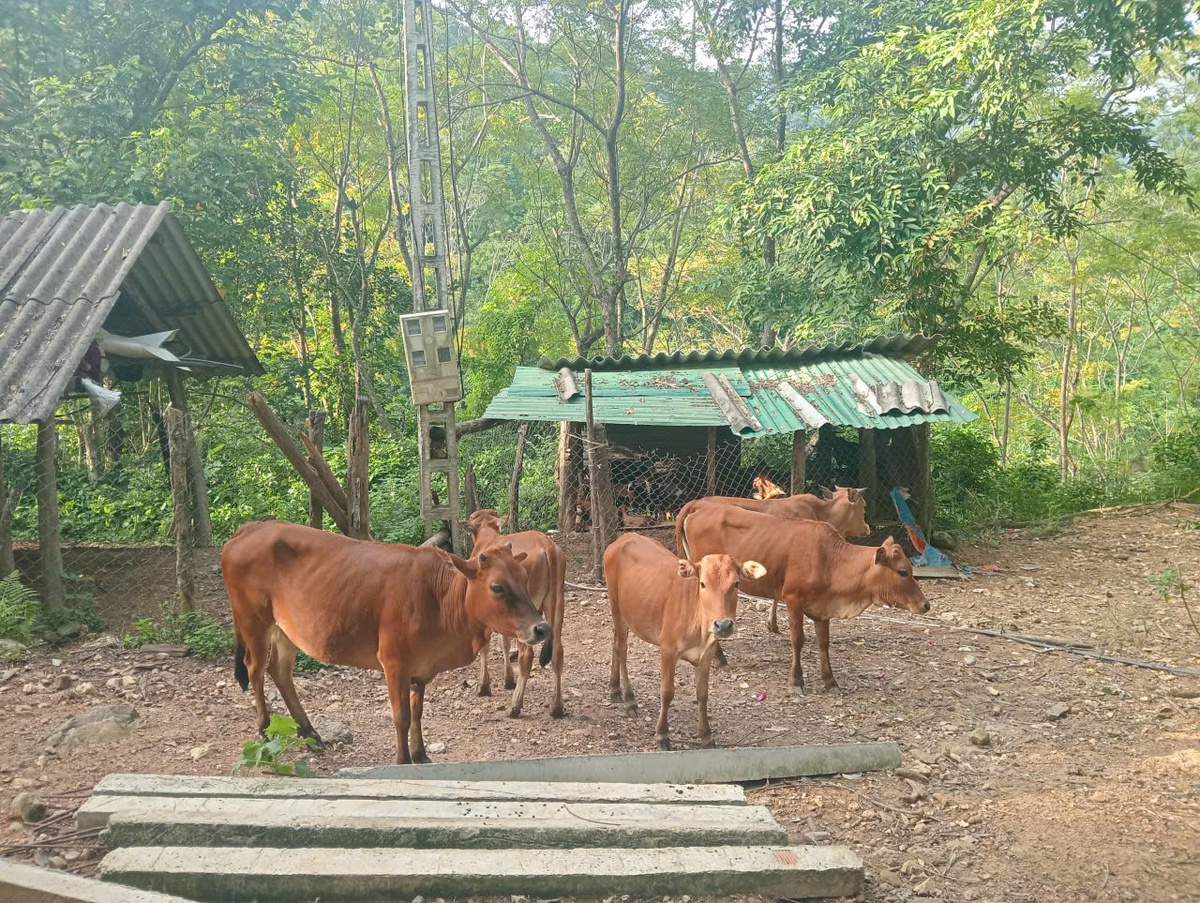 Khơi dậy nội lực của phụ nữ dân tộc thiểu số trong phát triển kinh tế- Ảnh 2.