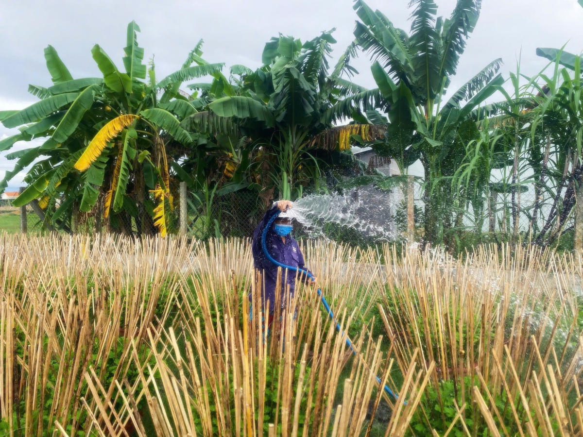 "Thủ phủ" hoa cúc ở Khánh Hòa lo hoa không nở kịp vụ Tết 2026- Ảnh 1.