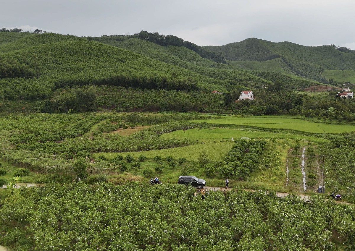 Thay đổi tư duy sản xuất, người dân Yên Định mạnh dạn vươn lên làm giàu- Ảnh 1. Thay đổi tư duy sản xuất, người dân Yên Định mạnh dạn vươn lên làm giàu- Ảnh 1.