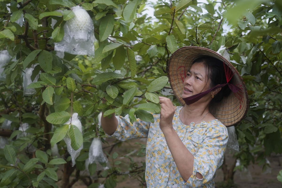 Thay đổi tư duy sản xuất, người dân Yên Định mạnh dạn vươn lên làm giàu- Ảnh 3. Thay đổi tư duy sản xuất, người dân Yên Định mạnh dạn vươn lên làm giàu- Ảnh 3.