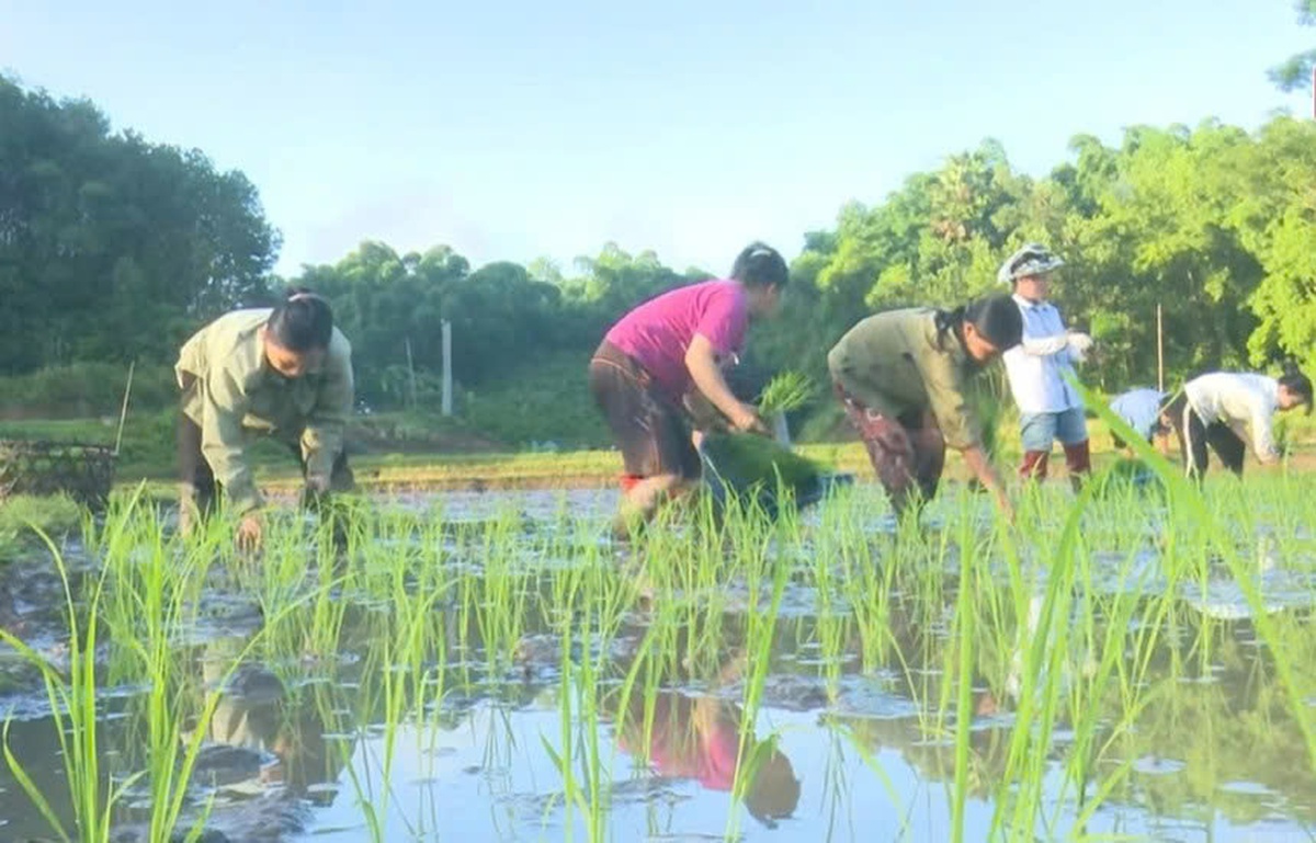 Những tập quán lao động sản xuất độc đáo làm nên bản sắc văn hóa của đồng bào Lự ở Lai Châu- Ảnh 1. Những tập quán lao động sản xuất độc đáo làm nên bản sắc văn hóa của đồng bào Lự ở Lai Châu- Ảnh 1.