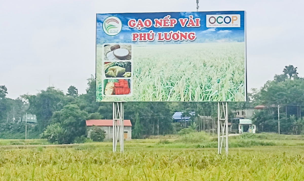 Nếp vải từ ruộng làng Ôn Lương đến OCOP 4 sao- Ảnh 2.