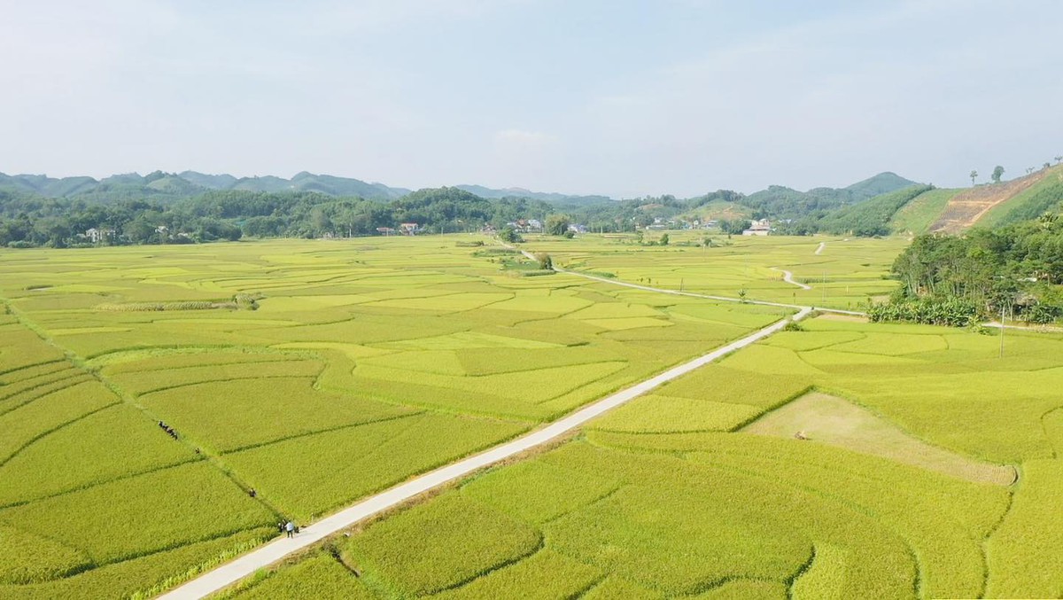 Nếp vải từ ruộng làng Ôn Lương đến OCOP 4 sao- Ảnh 7.