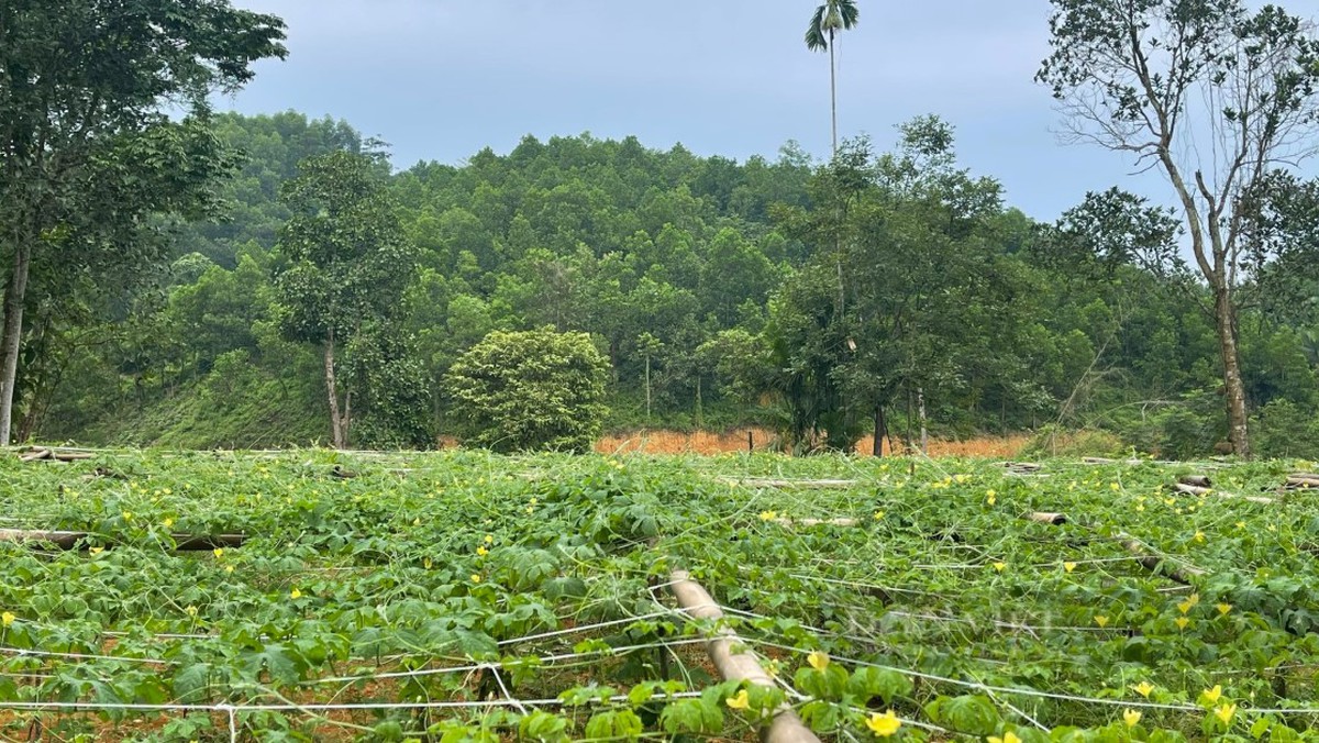 Khởi nghiệp từ dược liệu bản địa: Hướng đi bền vững cho kinh tế nông thôn Thái Nguyên- Ảnh 2.