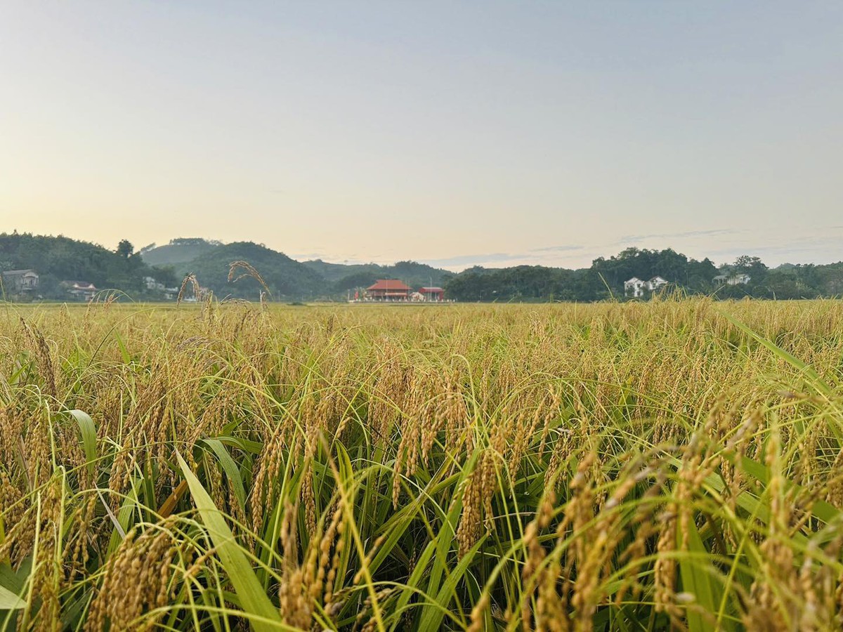 Nếp vải từ ruộng làng Ôn Lương đến OCOP 4 sao- Ảnh 1.