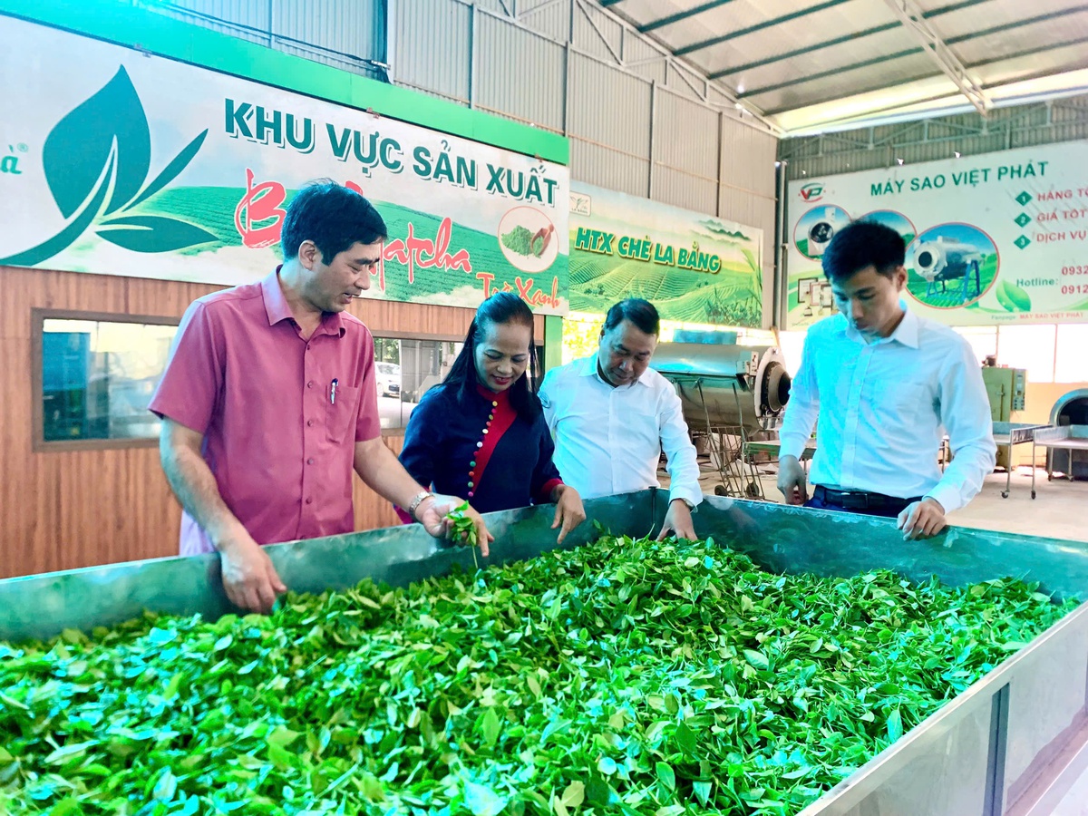 Chè La Bằng: Gieo thương hiệu, gặt sinh kế bền vững- Ảnh 2.
