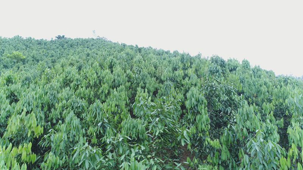 Từ khoảng trống thông tin đến cơ hội thoát nghèo ở Định Hóa- Ảnh 4.