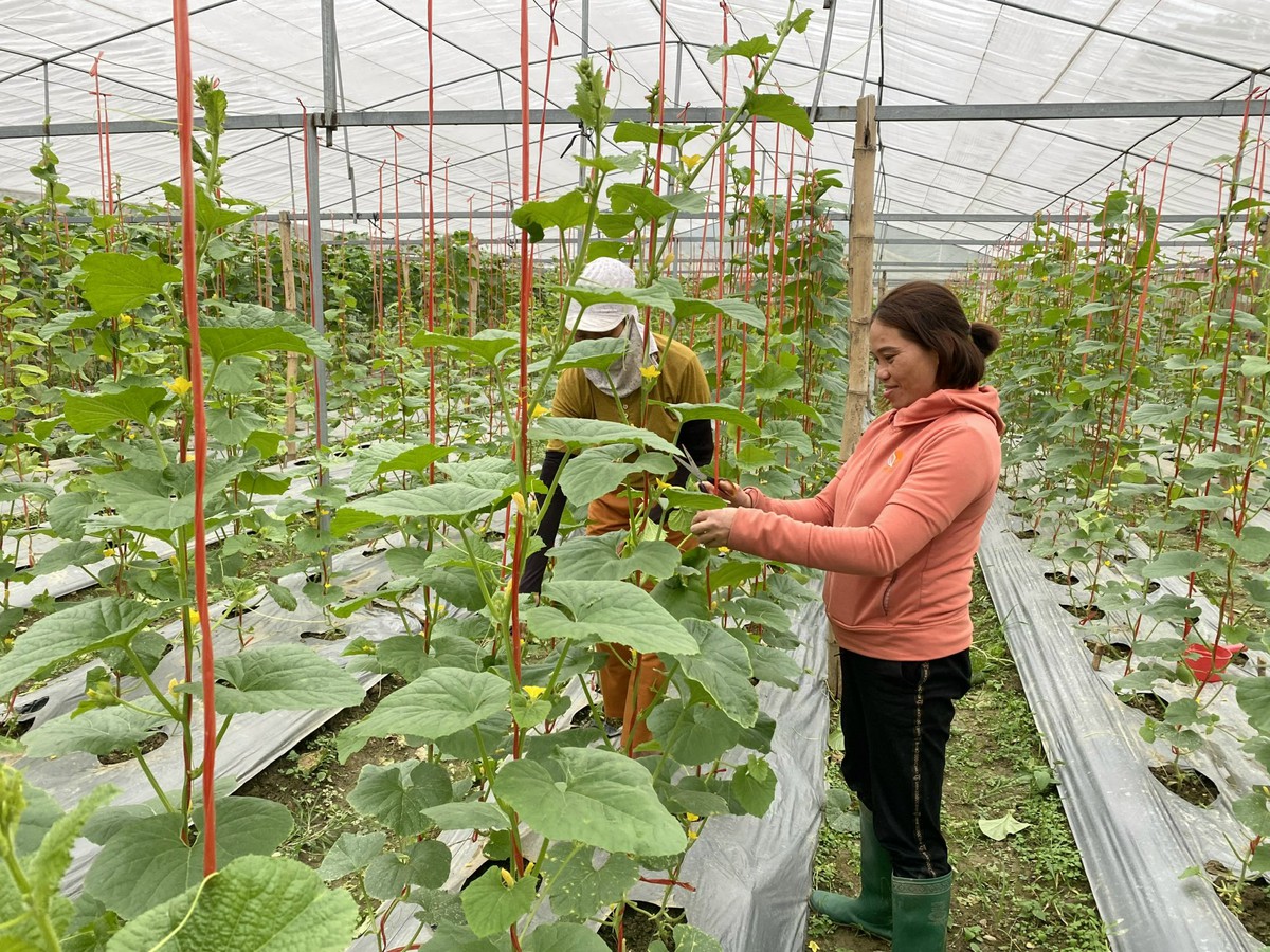 Phủ Thông dồn lực giảm nghèo từ sức mạnh thông tin- Ảnh 3.