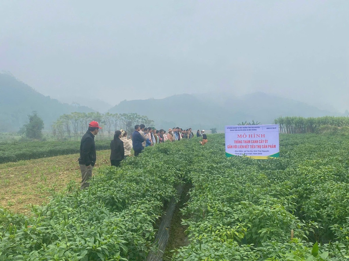 Thoát nghèo không chỉ... bằng tiền- Ảnh 3.