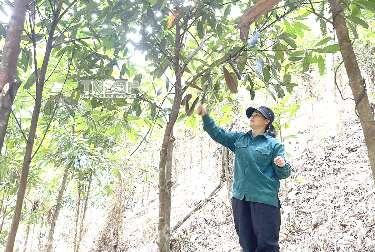 Phong Quang giảm nghèo từ thông tin và tri thức- Ảnh 4.