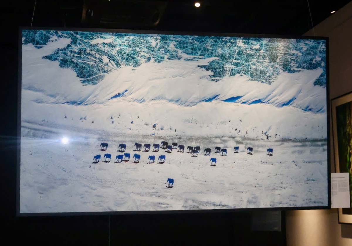 Bức ảnh "Winter's Caravan's Silent Companions" ghi lại thời điểm sinh tồn khắc nghiệt nhất trong tự nhiên, hành trình di cư mùa đông của người du mục cùng đàn gia súc ở miền viễn Tây Mông Cổ.