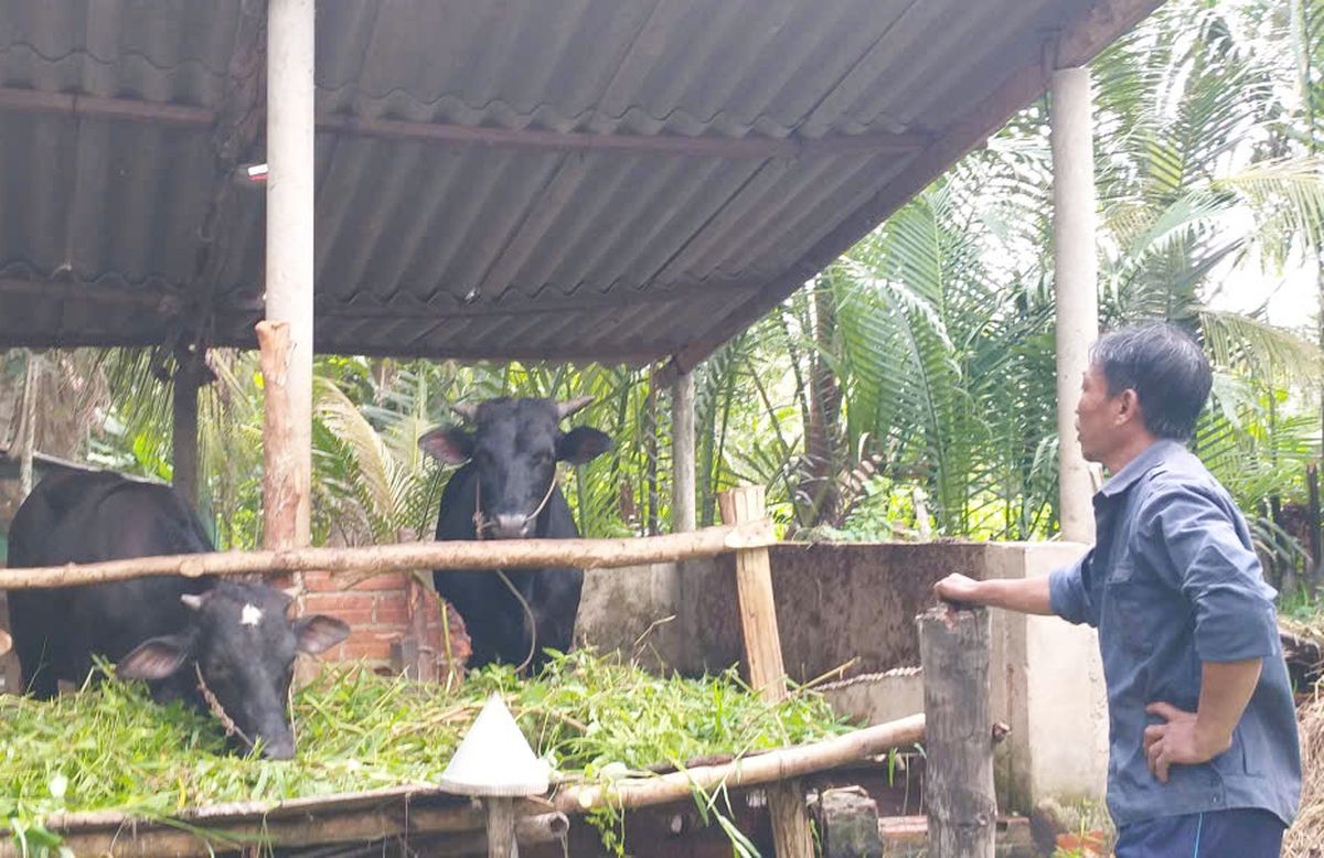 Vĩnh Long: Lồng ghép giới trong dự án sinh kế giúp phụ nữ thoát nghèo bền vững- Ảnh 2. Vĩnh Long: Lồng ghép giới trong dự án sinh kế giúp phụ nữ thoát nghèo bền vững- Ảnh 2.